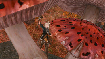 Mushroom Forager